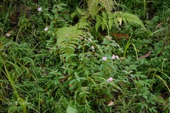 Oenothera rosea